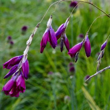 Dierama pulcherrimum Dark Cerise