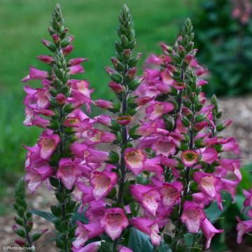 Digitalis Berry Canary - Digitale ibrido