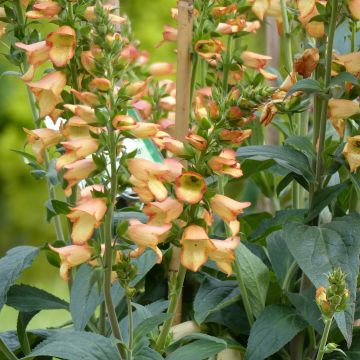 Digitalis Illumination Apricot - Digitale ibrido