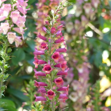 Digitalis Illumination Raspberry - Digitale ibrido