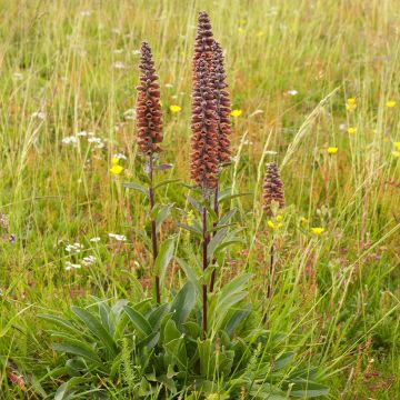 Digitalis parviflora - Digitale