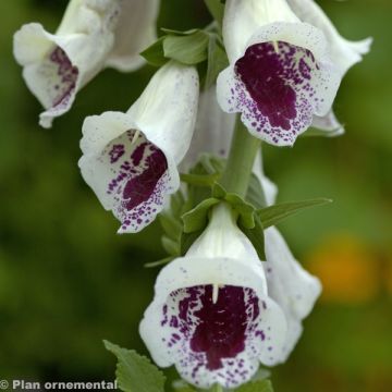 Digitalis purpurea Pam's Choice - Digitale rossa