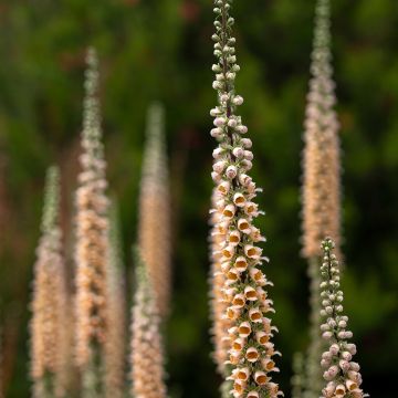 Digitalis ferruginea Gigantea - Digitale bruna