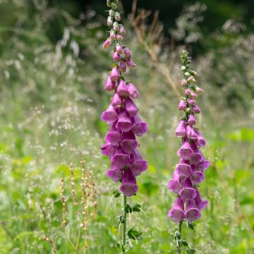 Digitalis purpurea - Digitale rossa