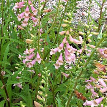 Digitalis Glory of Roundway - Digitale ibrido