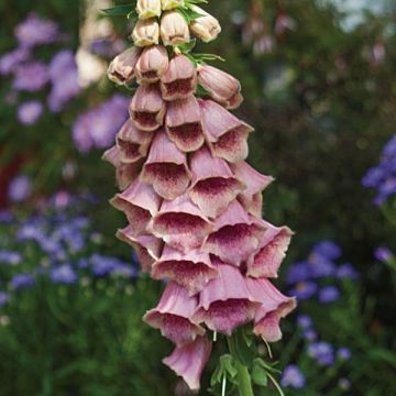 Digitalis mertonensis - Digitale