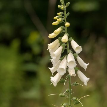 Digitalis purpurea Alba - Digitale rossa