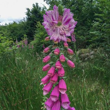 Digitalis purpurea Monstrosa - Digitale rossa