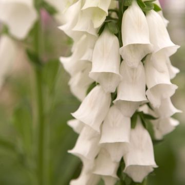 Digitalis purpurea Snow Thimble - Digitale rossa