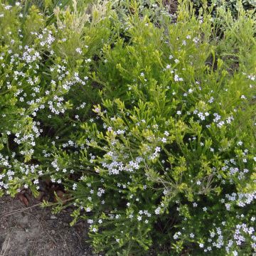 Diosma hirsuta Sunset Gold