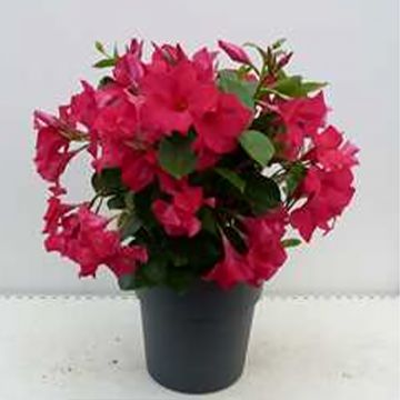 Dipladenia Diamantina Tourmaline Fuchsia intense