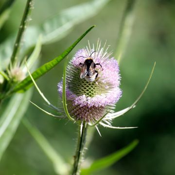 Dipsacus fullonum - Scardaccione selvatico