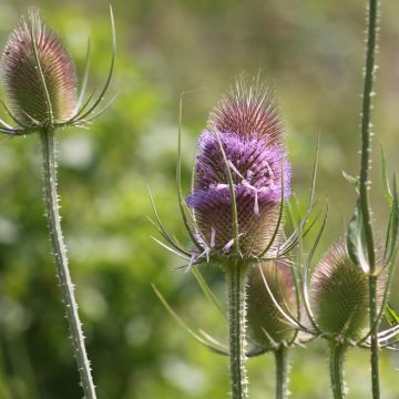 Dipsacus fullonum (semi) - Scardaccione selvatico