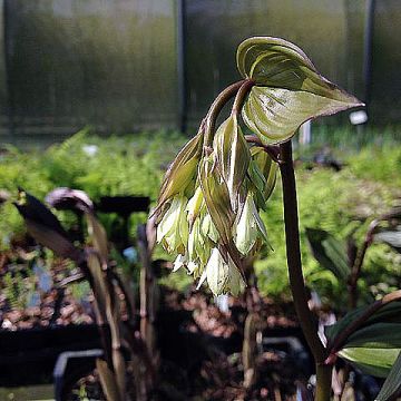 Disporum megalanthum