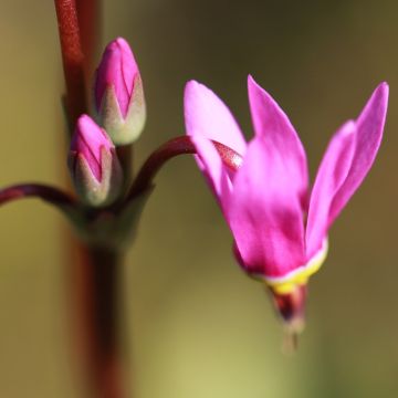 Dodecatheon jeffreyi Rotlicht