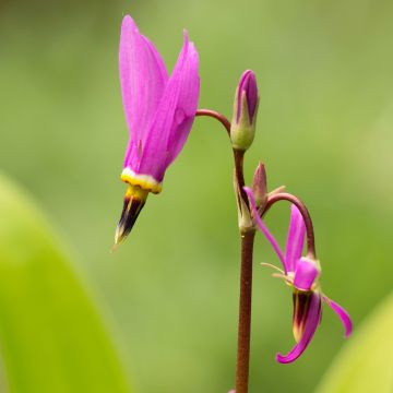 Dodecatheon meadia