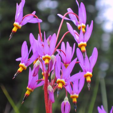 Dodecatheon pulchellum Red Wings