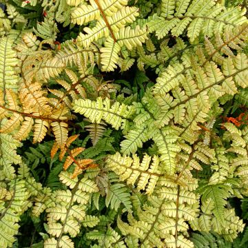 Dryopteris lepidopoda