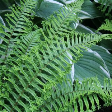 Dryopteris affinis Cristata