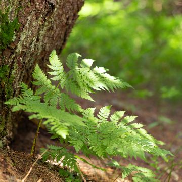 Dryopteris carthusiana - Felce certosina