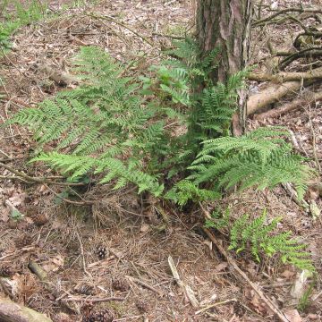 Dryopteris dilatata - Felce dilatata