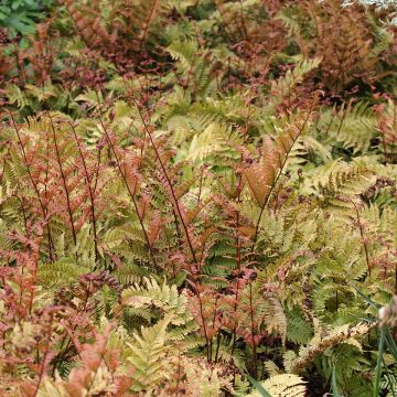 Dryopteris erythrosora