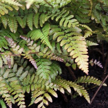 Dryopteris erythrosora Prolifica