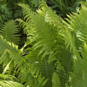 Dryopteris filix-mas - Felce maschio