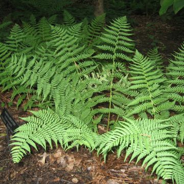 Dryopteris marginalis