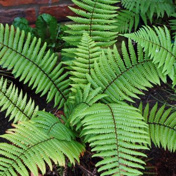 Dryopteris wallichiana