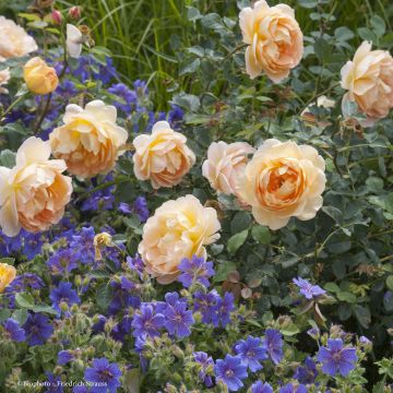 Duo Ambra e Zaffiro - Rosa e Gerani perenni