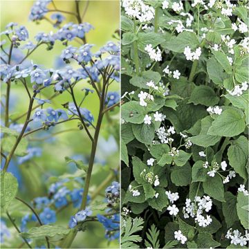 Duo Brunnera bianco e blu