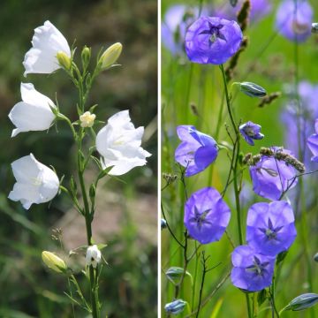 Duo di Campanule dai fiori blu e bianchi Pesco