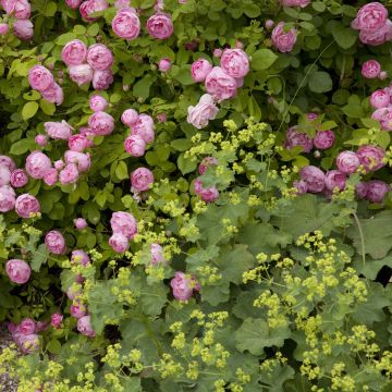 Duo Carpino - Duo di Rosa e Alchemilla