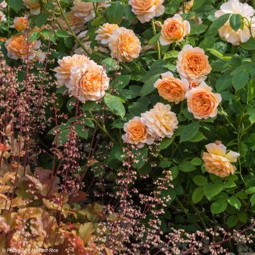 Duo Fruttato - Duo di Rosa e Eucere