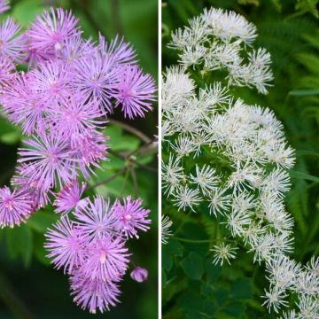 Tasso Thalictrum aquilegifolium