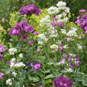 Duo Bucolico - Rosa Rhapsody in Blue e Valeriana bianca