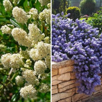 Duo di Ceanothus sempreverdi Bianco Blu