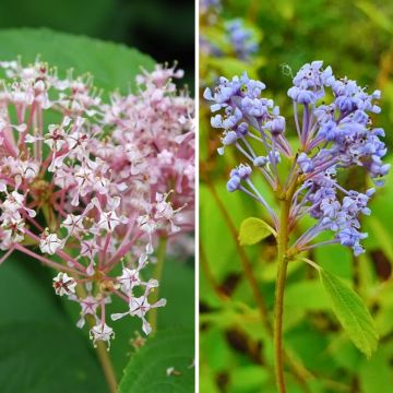 Duo di Ceanothus estivi rustici rosa e blu