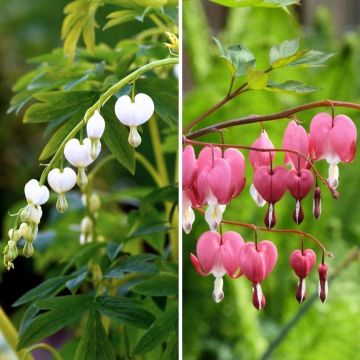 Duo Cuori di Maria rosa e bianco