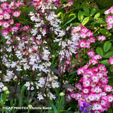 Duo Natura - Duo di Rose e Penstemon