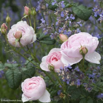 Duo selvaggio - Duo di Rosa e Nepeta