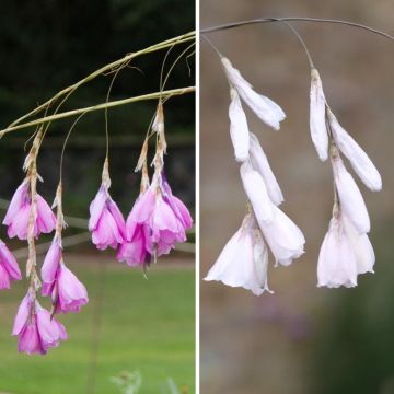 Duo Dierama rosa e bianco