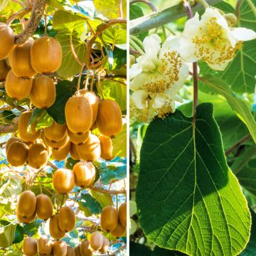 Duo di Kiwi Montcap, pianta femminile e pianta maschile Tomuri impollinatrice