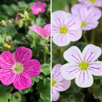 Duo di Erodium rosa e bianco