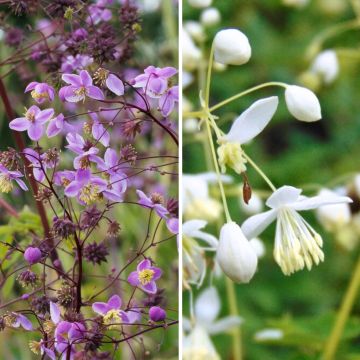 Duo di grandi Thalictrum a fiori semplici