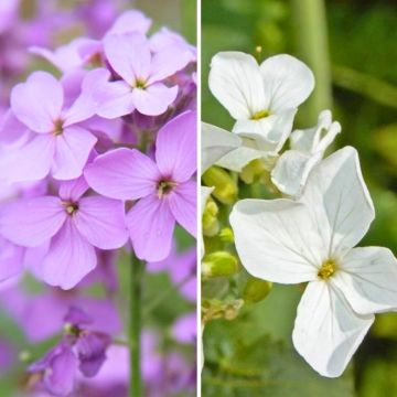 Duo Lunaria annua