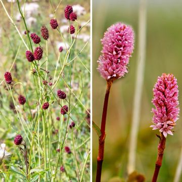 Duo di Pimpinelle - Sanguisorba