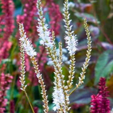 Duo Persicaria contrasto porpora e bianco