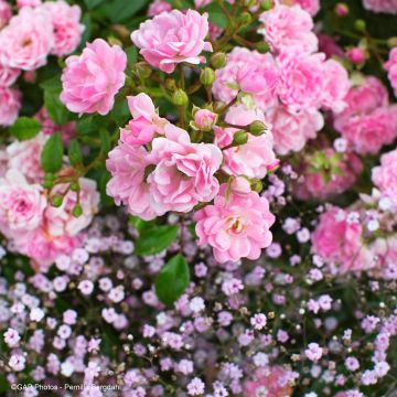 Duo Tenerezza - Duo di rose e Velo da sposa rosa